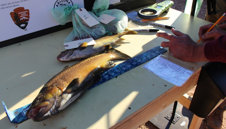 Anglers Offered a Bounty for Catching Brown Trout on the Colorado River in Arizona