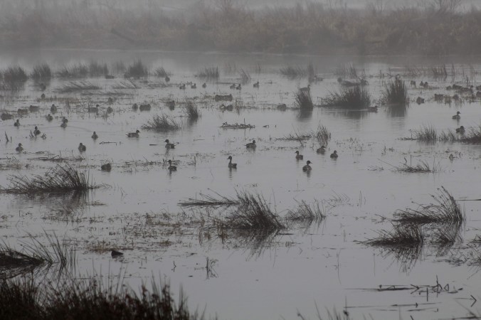 Botulism, Drought, Ag, and Politics Threaten Water—and Waterfowl—on California Refuges
