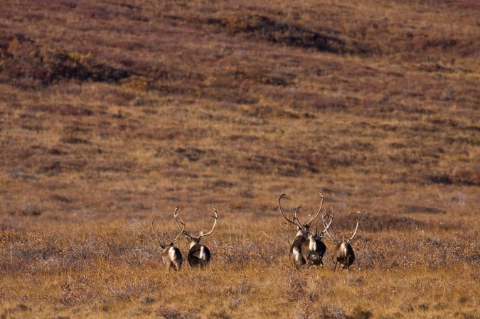 The Proposed Closures of Caribou Hunting on Some Federal Lands Isn't Based on Population Declines—It's About Human Conflicts