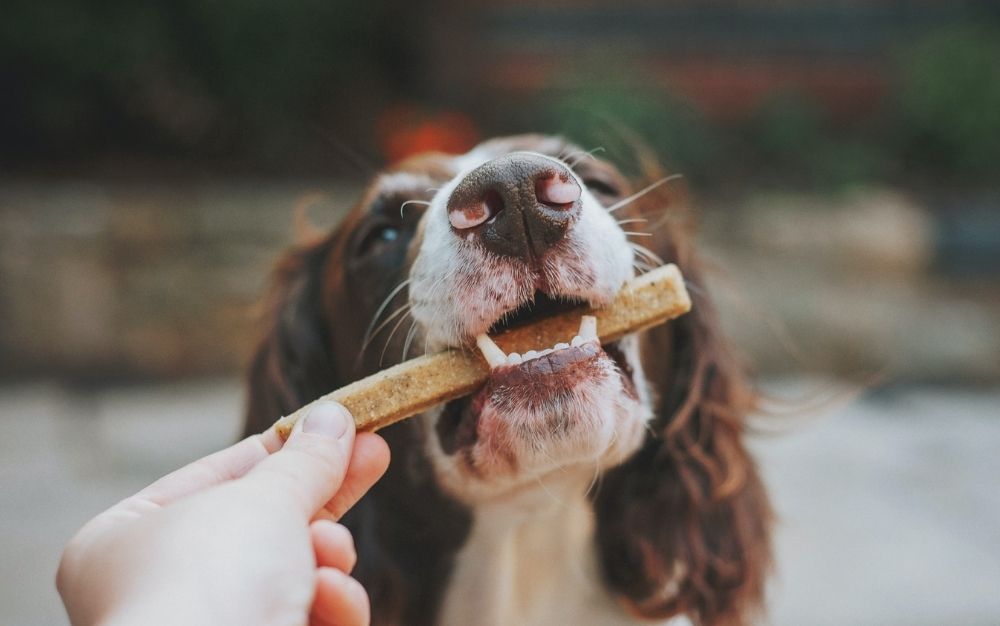 The face and teeth of a dog being feed by a mans hand with a stick dog treat.