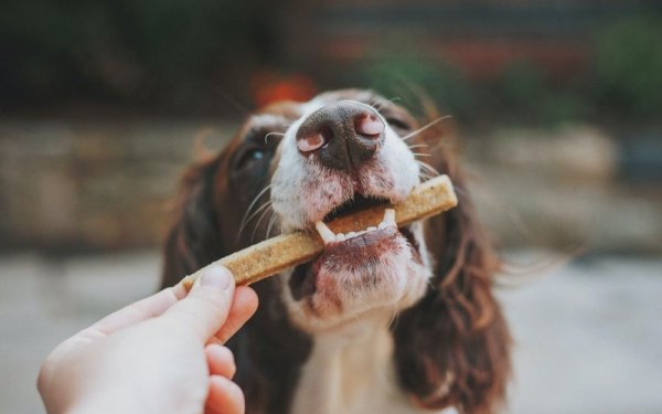 Best Dog Treats for Your Canine Buddy