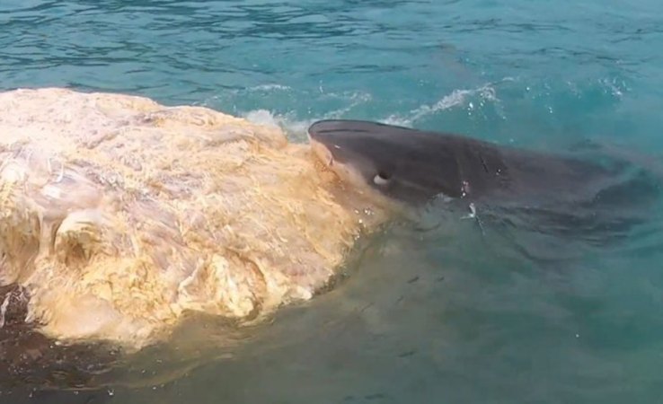 Video: Whale Carcass Attracts Feeding Tiger Sharks and Forces Beach Shutdown in Hawaii