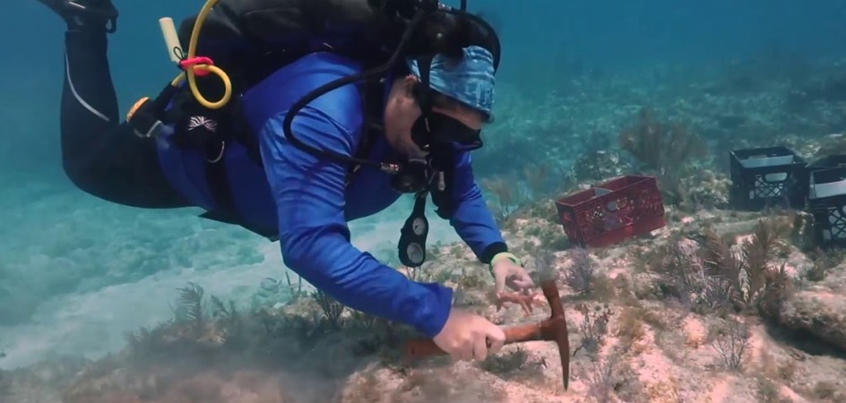 Diver works on reef restoration in the Florida Keys for Earth Day.