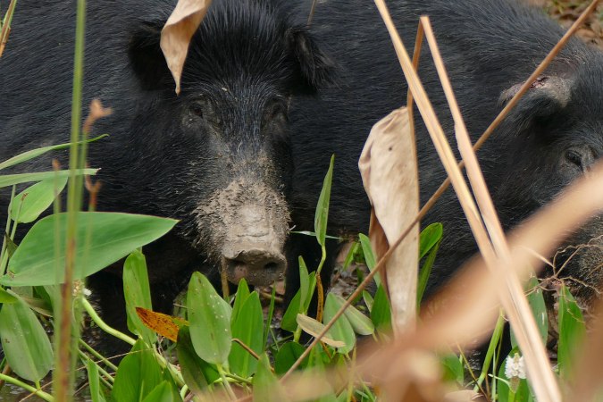 Hunters Down 3 Tons of Feral Pig During Georgia’s “Hog Jam” Tournament