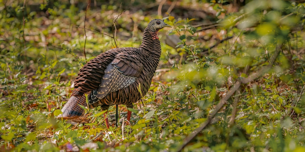 Turkey decoys are great, but they're not the best for every hunting scenario.