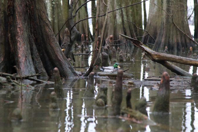 What Really Happened to the Duck Hunters Who Were Killed on Reelfoot Lake?