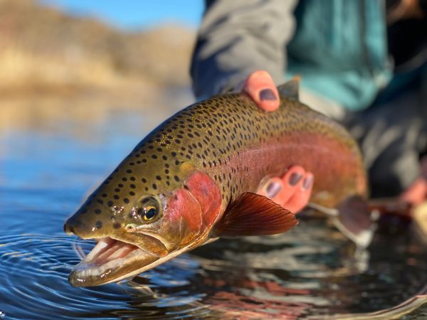 The Ethics of Fishing for Spawning Trout