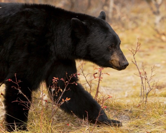 A black bear attack in Colorado led authorities to euthanize three bears.