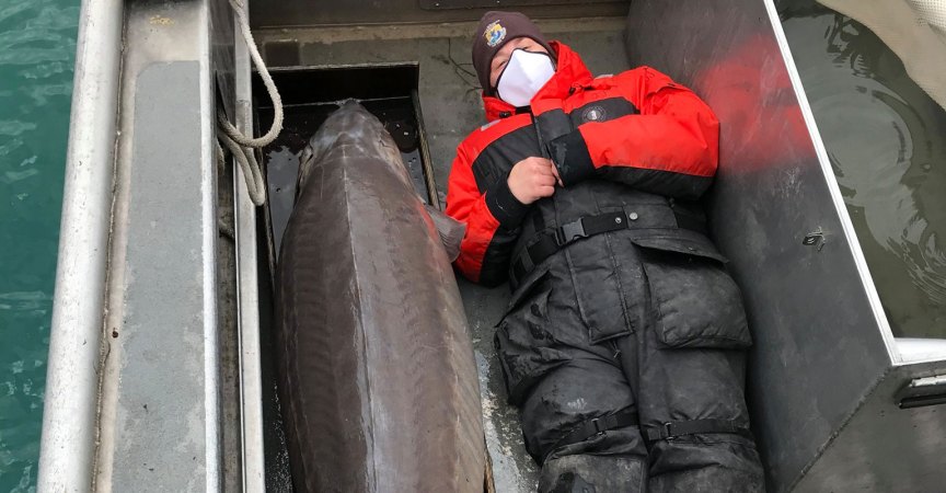 A 240-Pound, Century-Old Lake Sturgeon Was Caught in the Detroit River