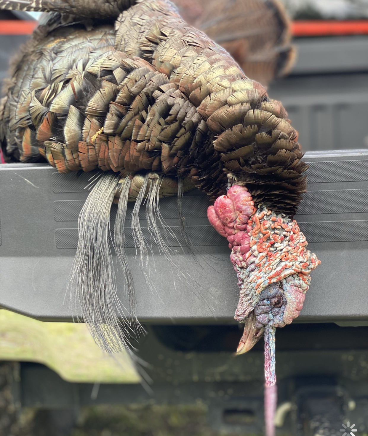 Giant 8Bearded Turkey Taken in Outdoor Life