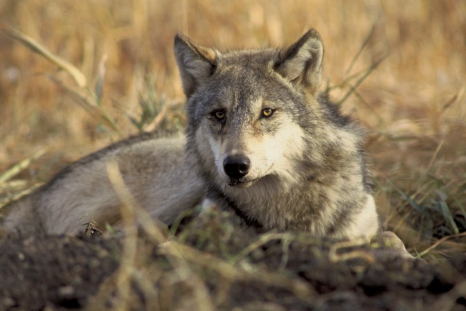 New Law Expands Idaho Wolf Take to 90 Percent of Population, Loosens Regs