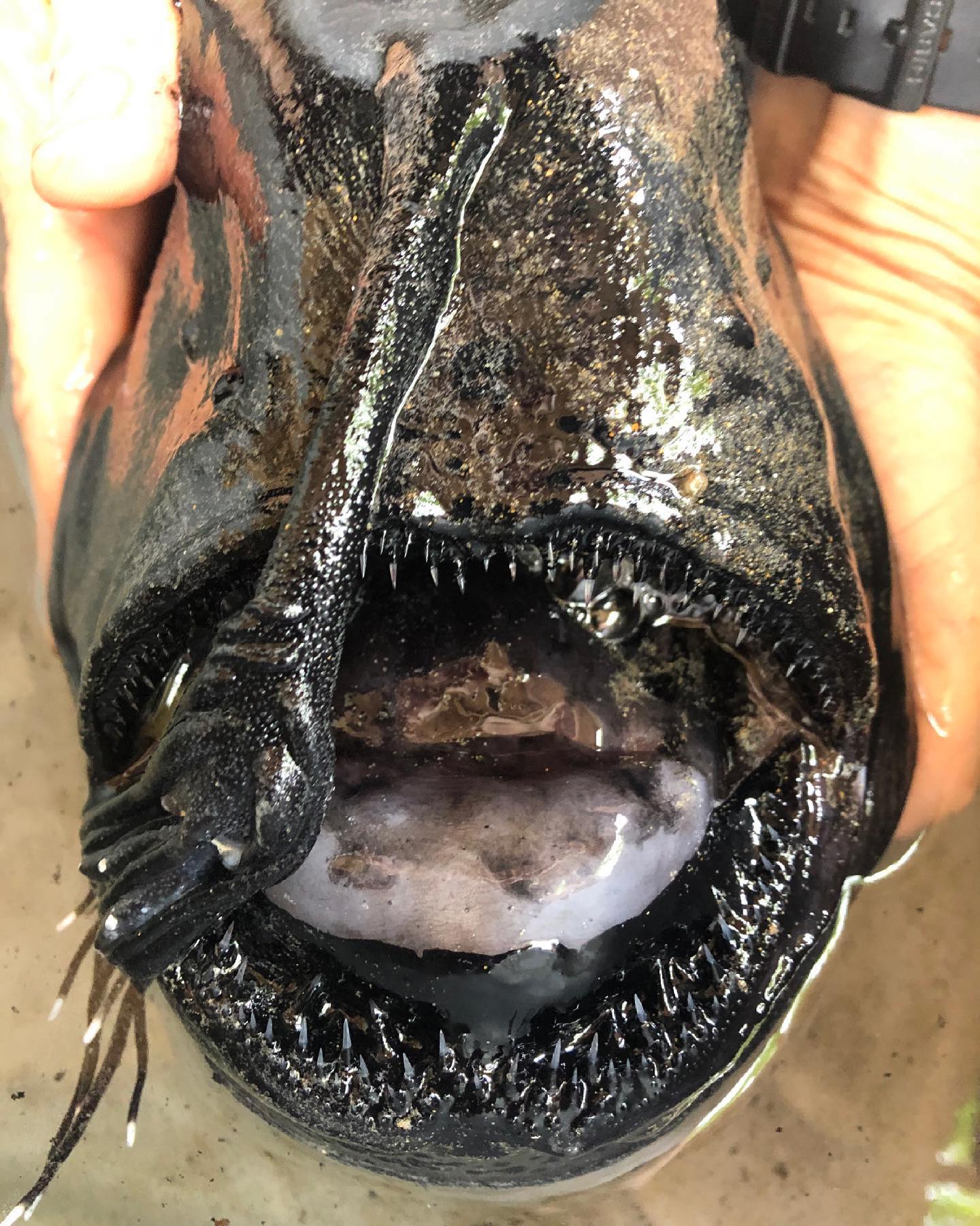 The Pacific footballfish is a member of the anglerfish family.