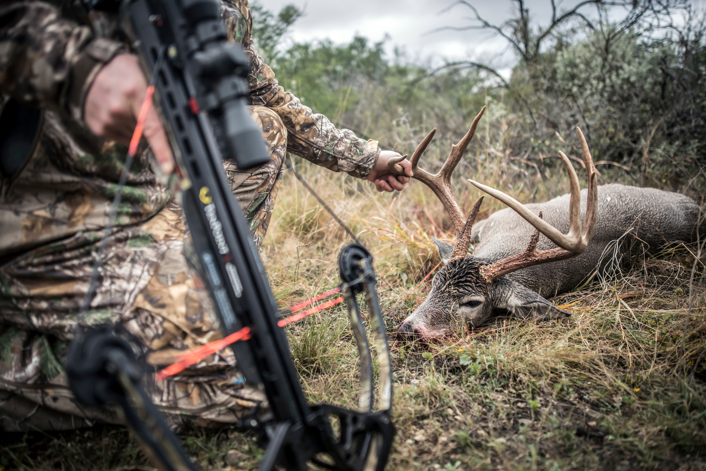 Bowhunters Are Killing More Whitetail Deer. Is that Bad?
