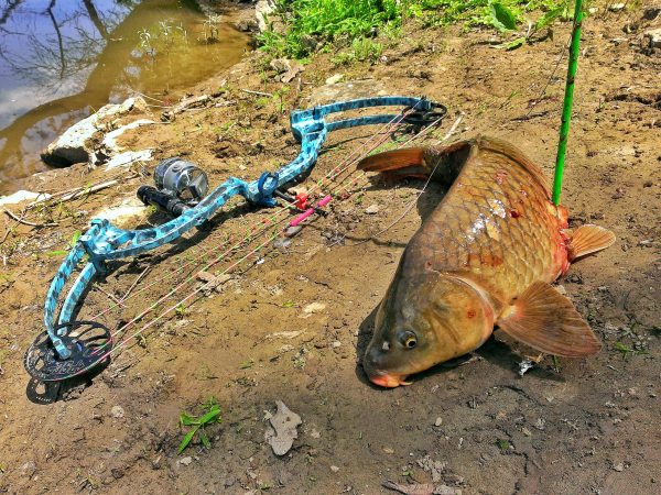 How to Target Four Different Species When You’re Bowfishing