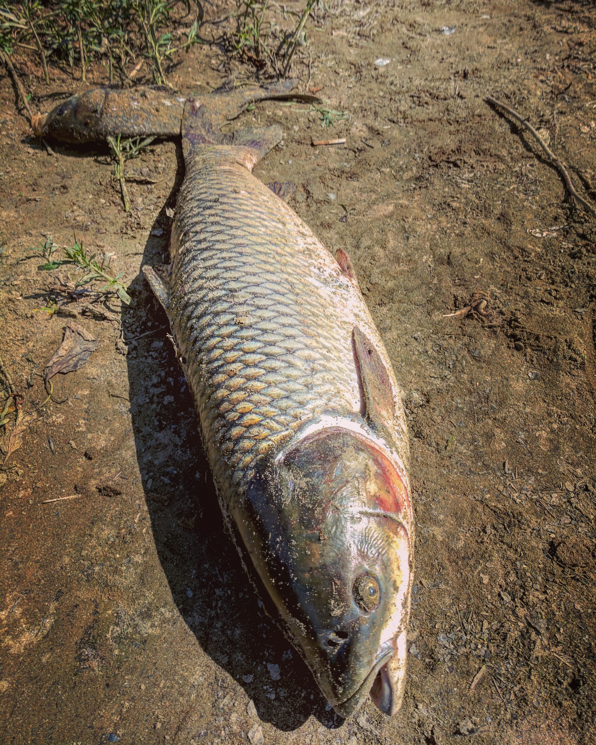 Target grass carp from the banks of lakes and ponds.