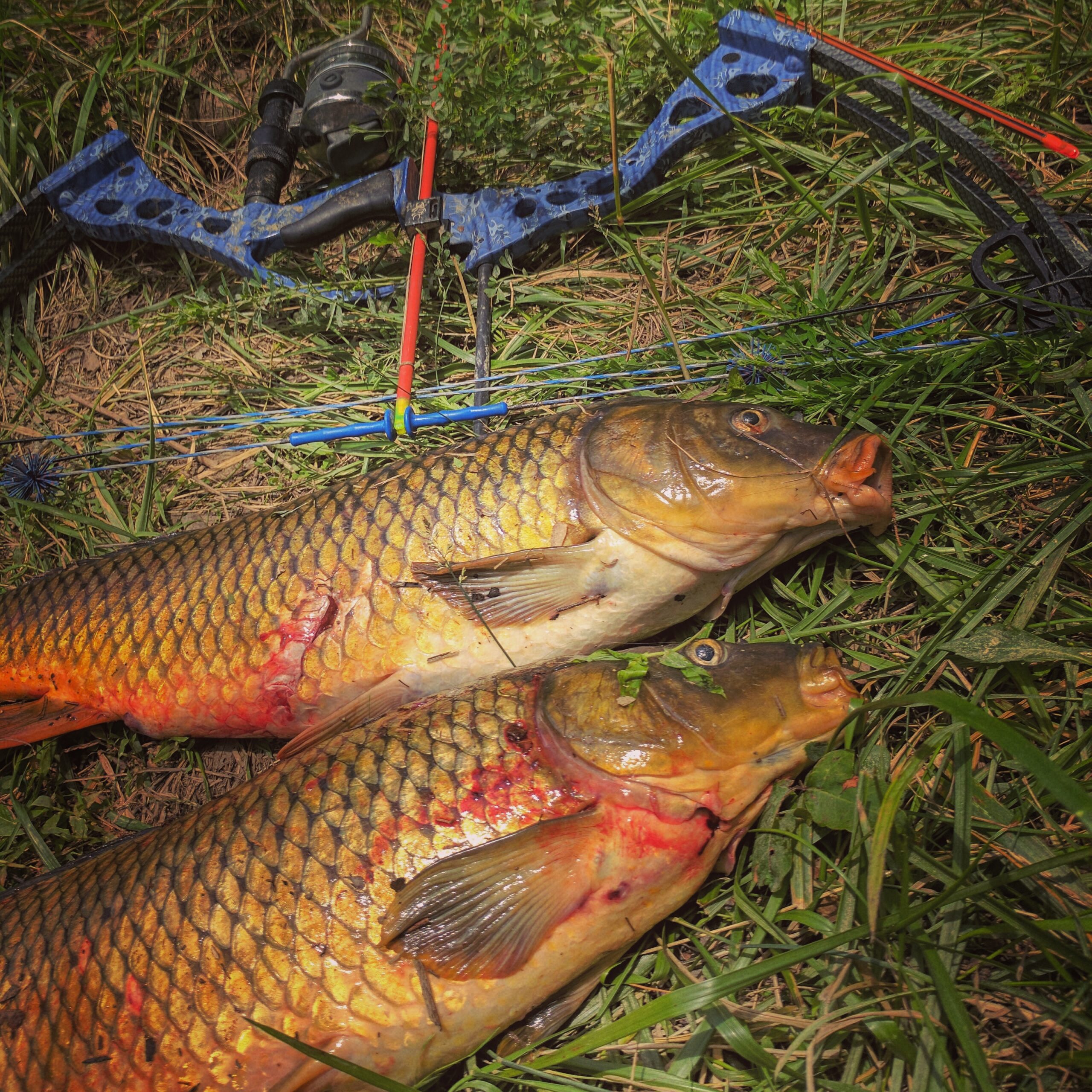 Common carp can be found in nasty/muddy waters.