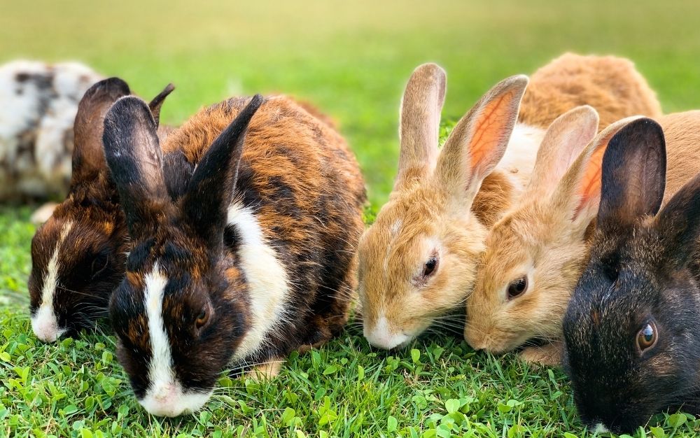 Five rabbits together eating grass
