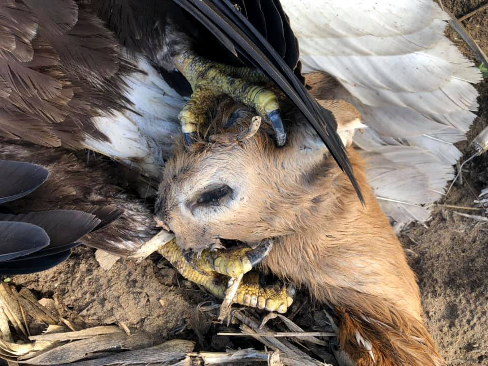 A dead bald eagle was found with a young deer head in its talons.