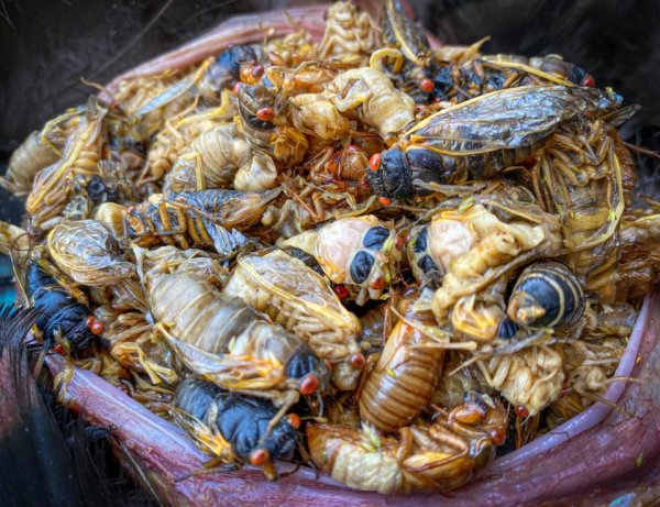 Wild Turkey Boom Expected to Follow Cicada Emergence