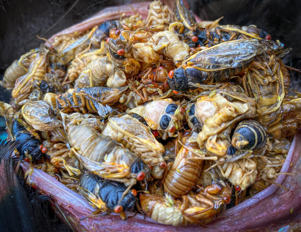 Cicadas will help with a turkey hatch.
