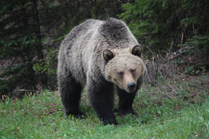 Officials Suspect a Grizzly Bear Attack in the Death of Alberta Woman