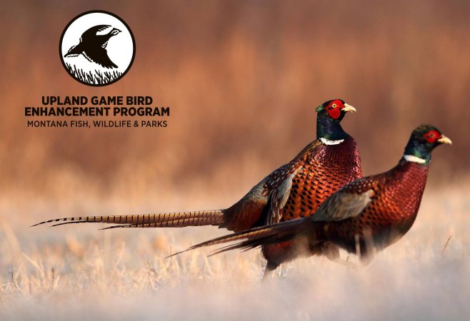 Montana Proposes Pen-Raised Pheasants as a Hunter Recruitment Tool