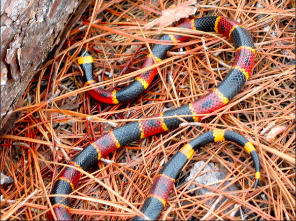 The eastern coral snake is colorful and extremely venimous.