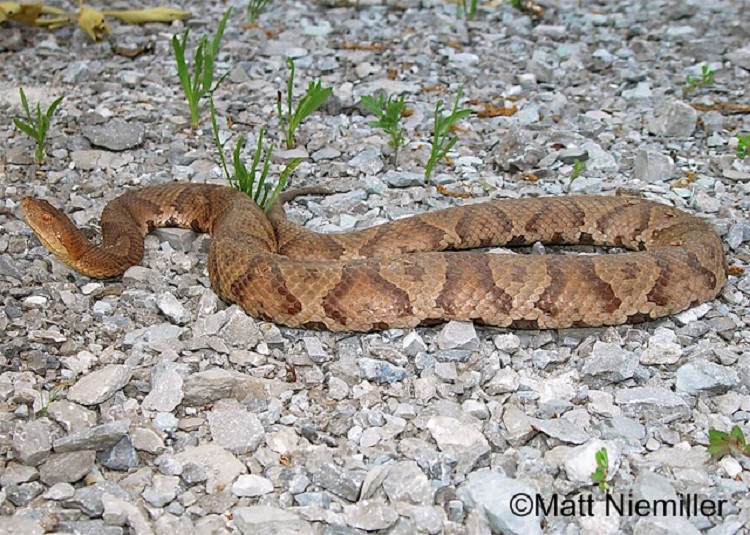 The copperhead can be found in the eastern and southern U.S.