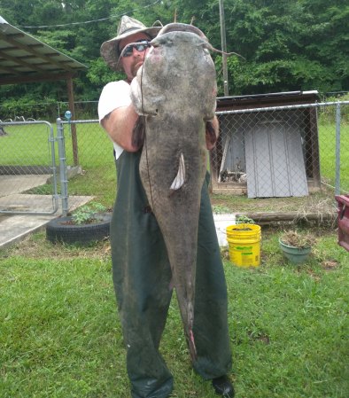 Louisiana Trotliner Manhandles 72-Pound Flathead Catfish