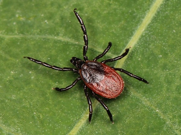 The Mysterious Chronic Lyme Disease Nightmare: Why It’s So Hard to Detect and Treat
