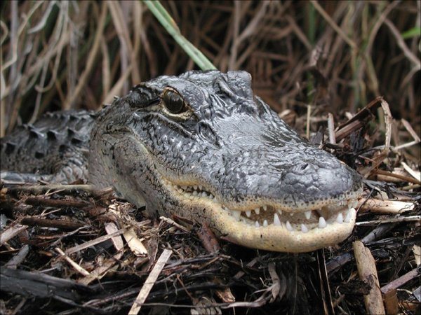 Florida Diver Nearly Killed by Alligator