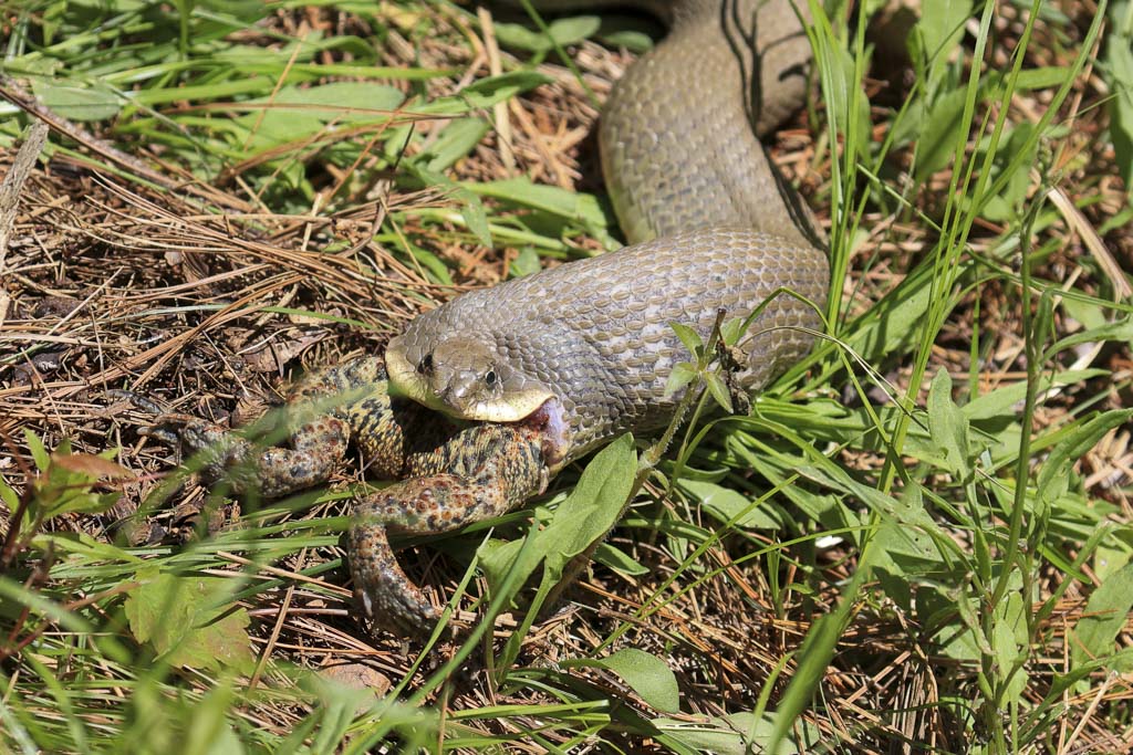 A hognose snake devours a toad.