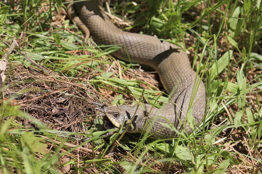 Hognose snake eats toad