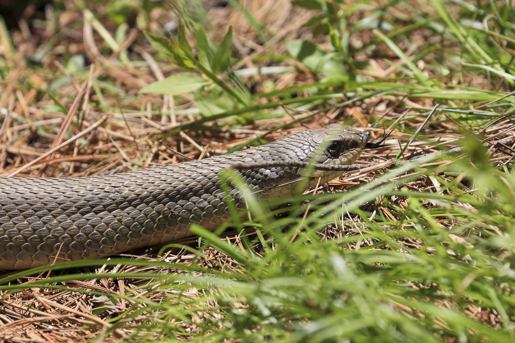 Hognose snake slithers away.