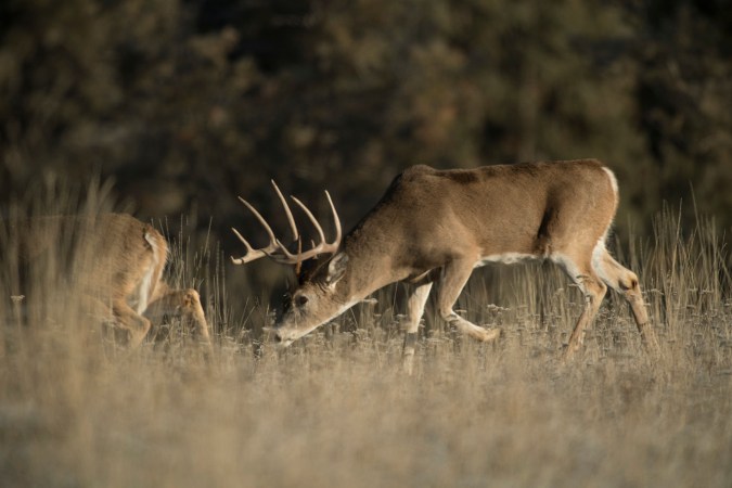 A Rutting Whitetail Buck Traveled Nearly 200 Miles in 22 Days