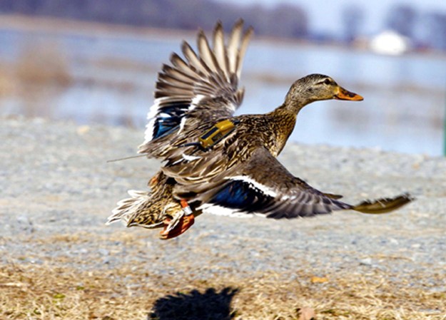 Biologists Can Track Waterfowl Better Than Ever, Thanks to This New GPS Transmitter
