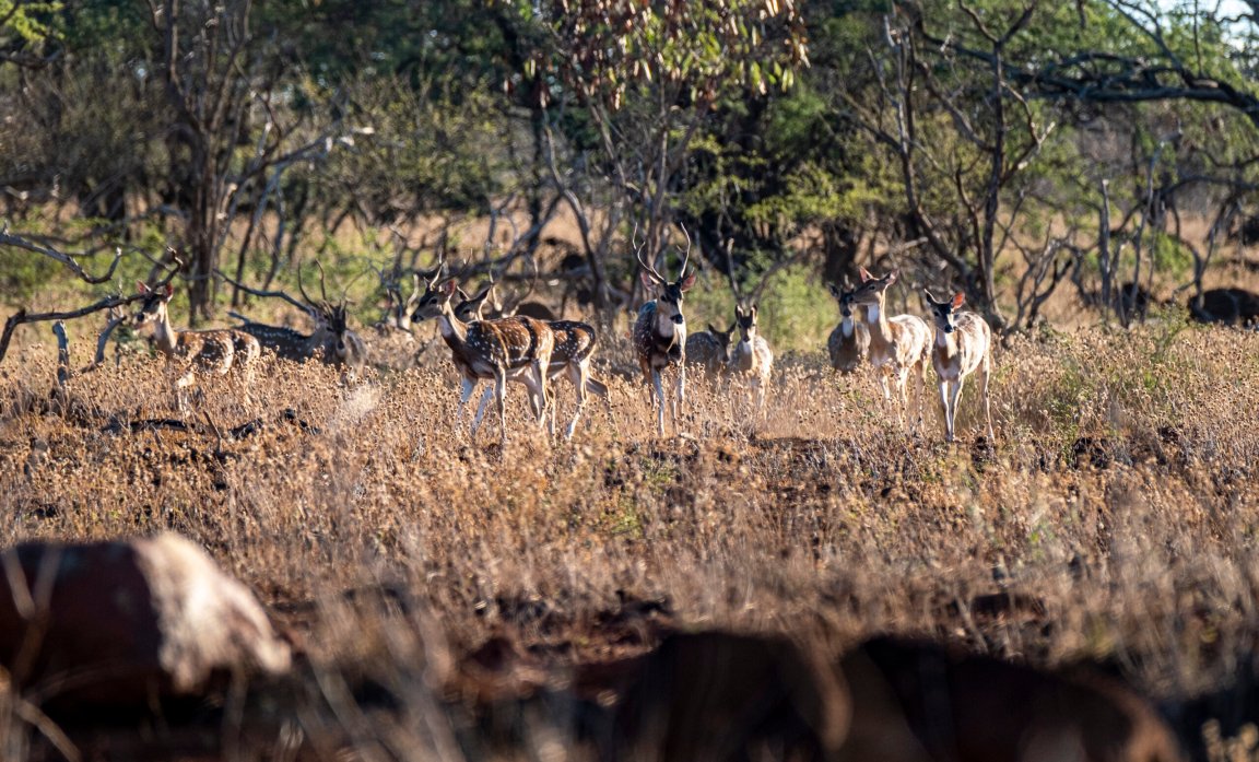 Overpopulated axis deer are ripe for regulated market hunting.