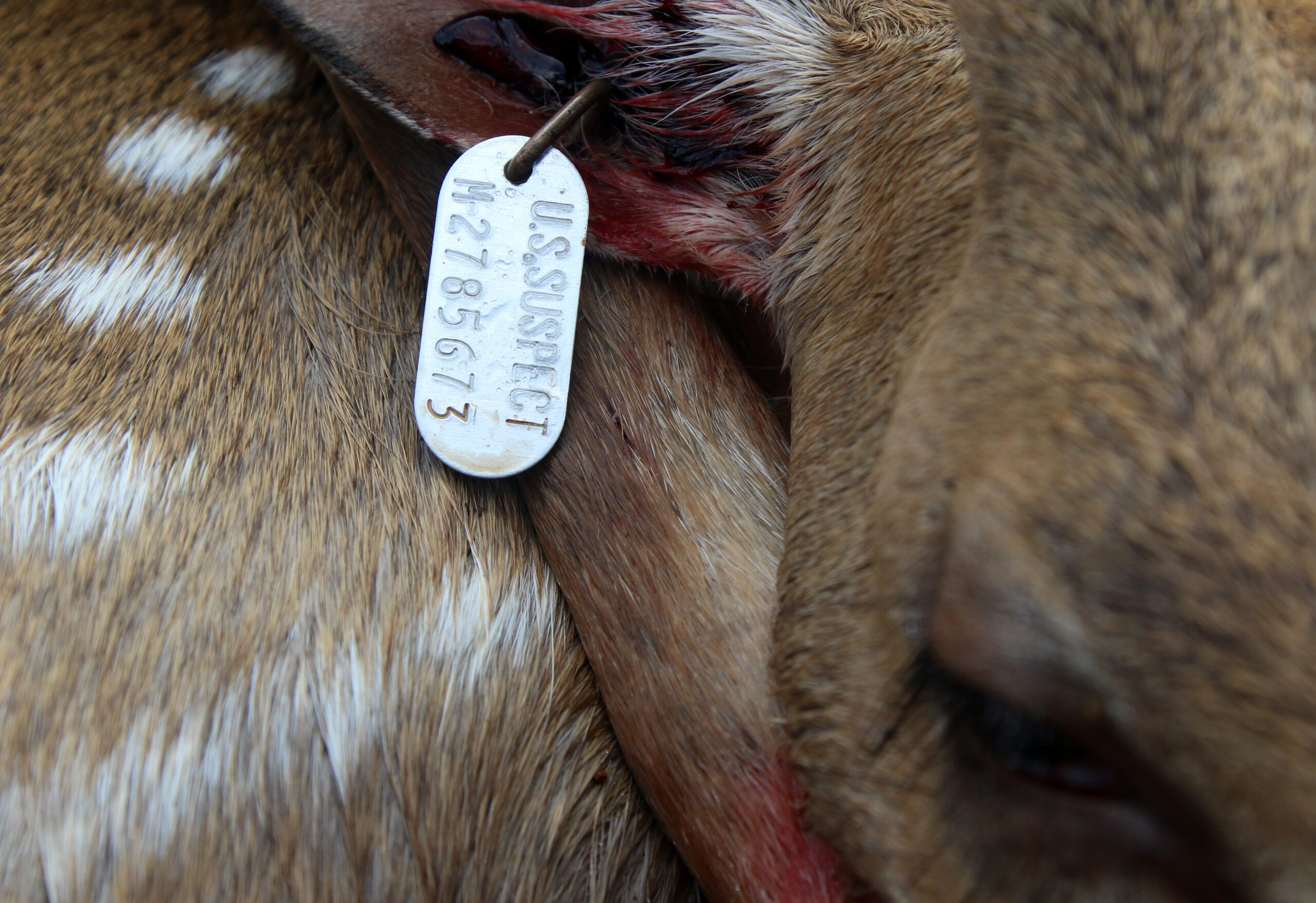 An ear tag on an axis deer intended for processing and USDA inspection as part of regulated market hunting.