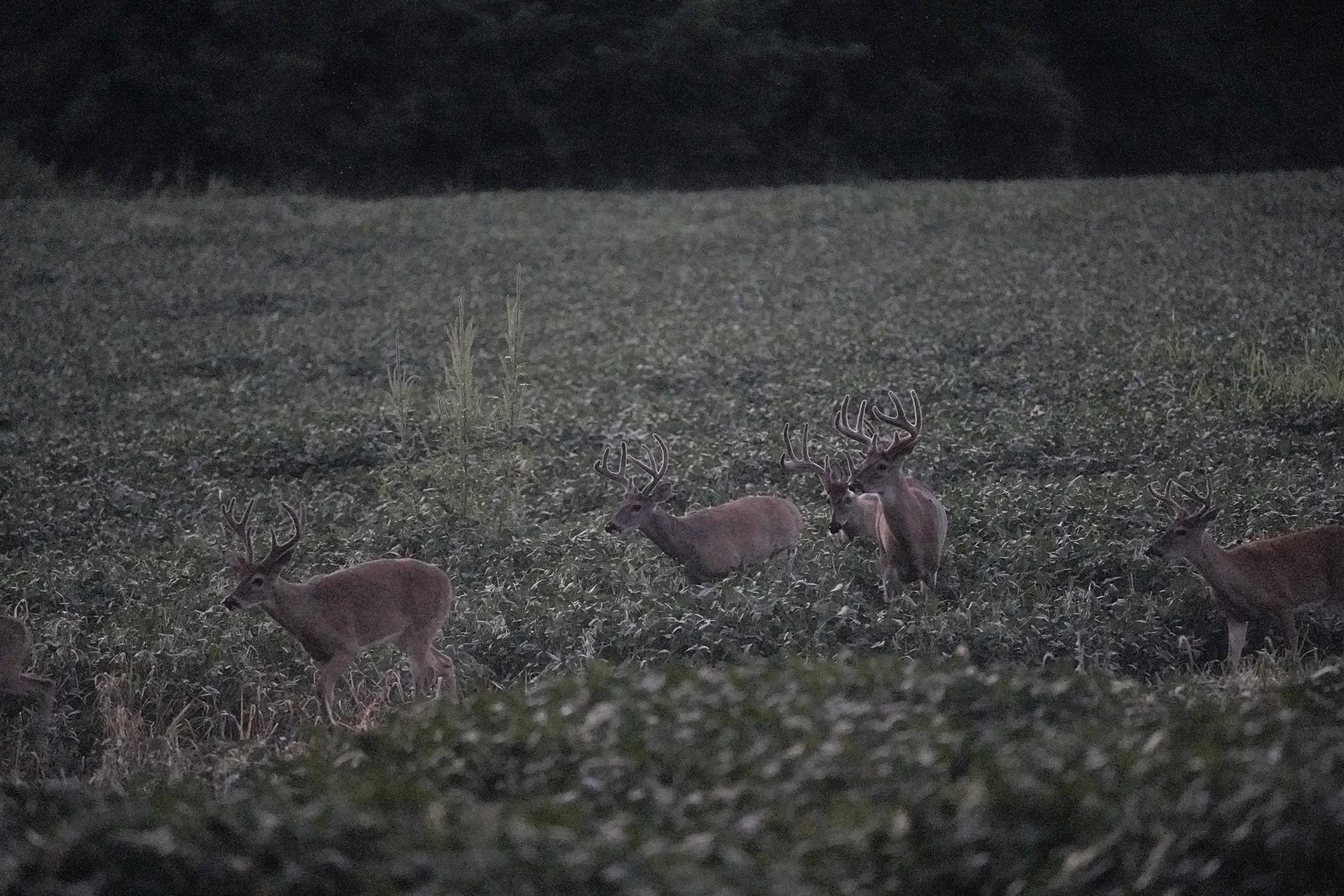 Targeting food sources is key to killing a velvet buck.