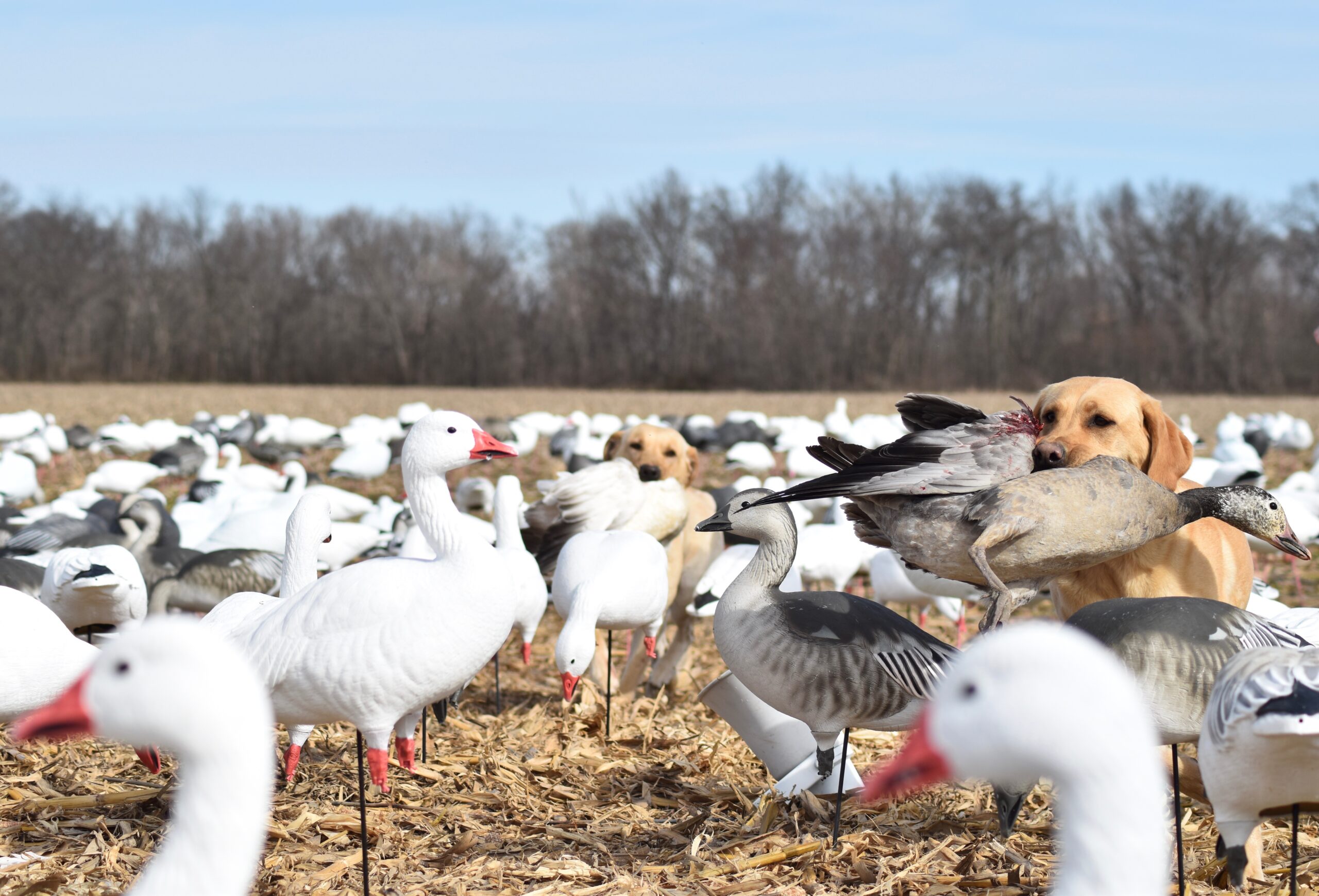 Waterfowl managers though hunters would have more of an impact on snow goose numbers.