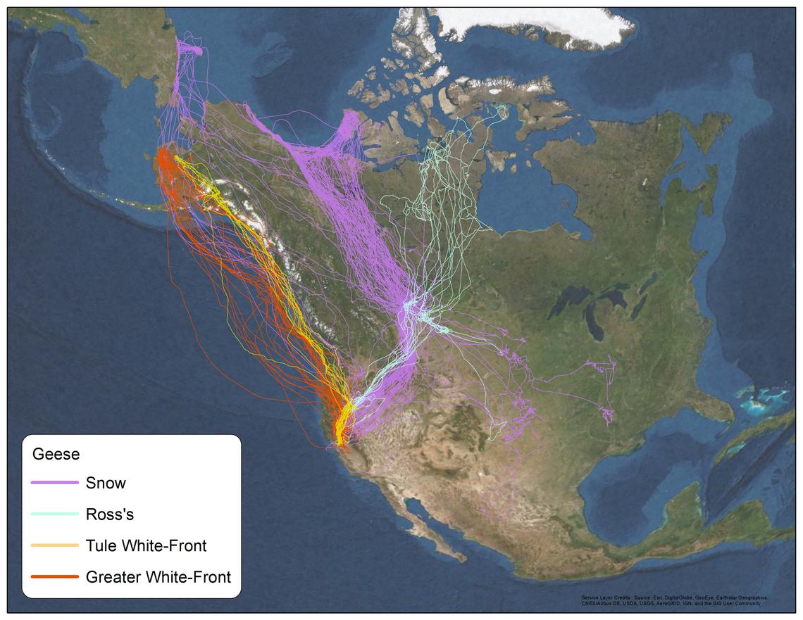 Flight patterns for mid-continent and Pacific flyway snows.