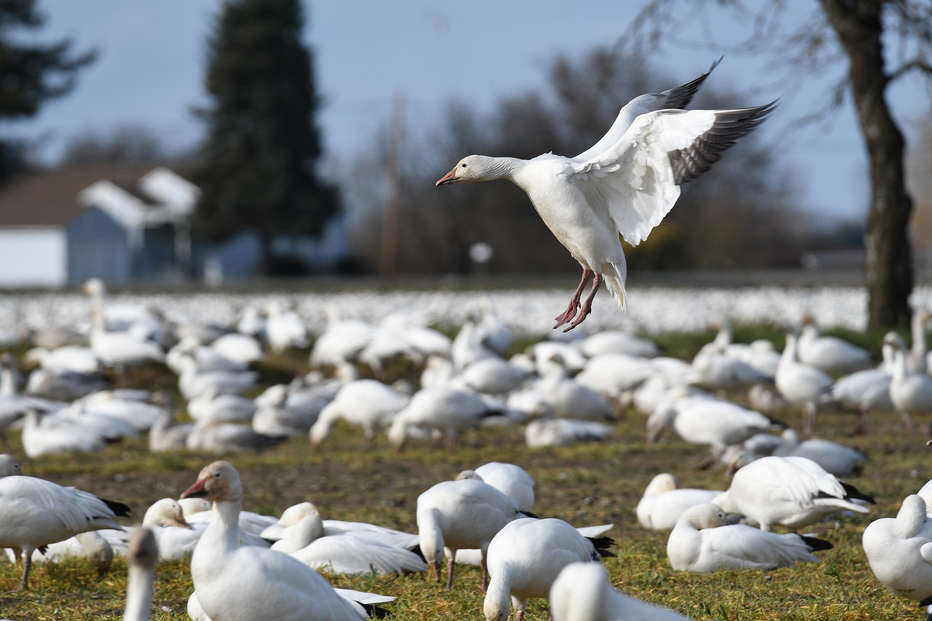 Fewere snow geese are wintering in Texas.