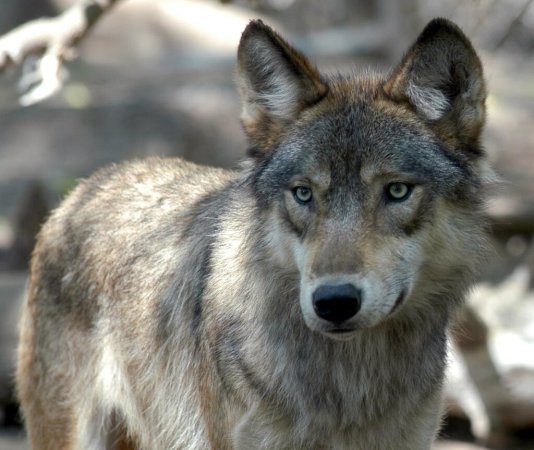 For the First Time in 80 Years, Gray Wolf Pups Have Been Spotted in Colorado