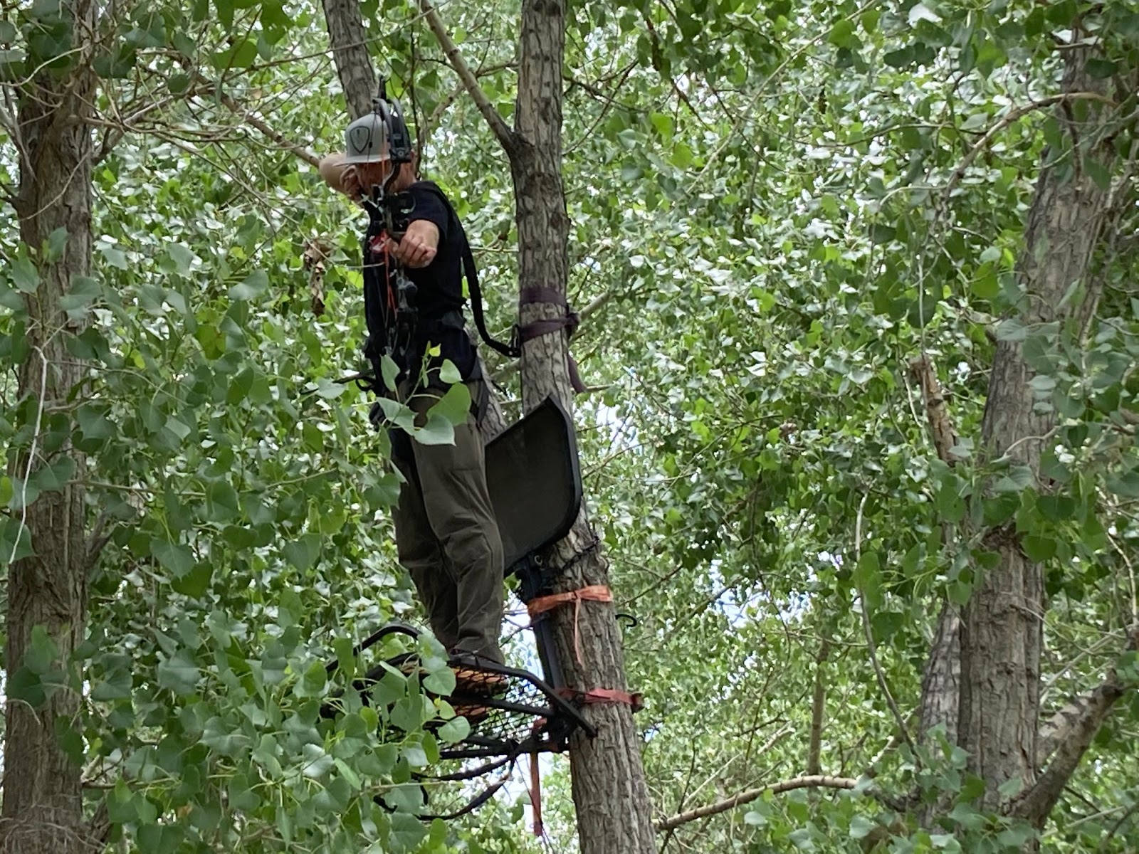 Hunter in treestand shooting a Bear Cruzer G2