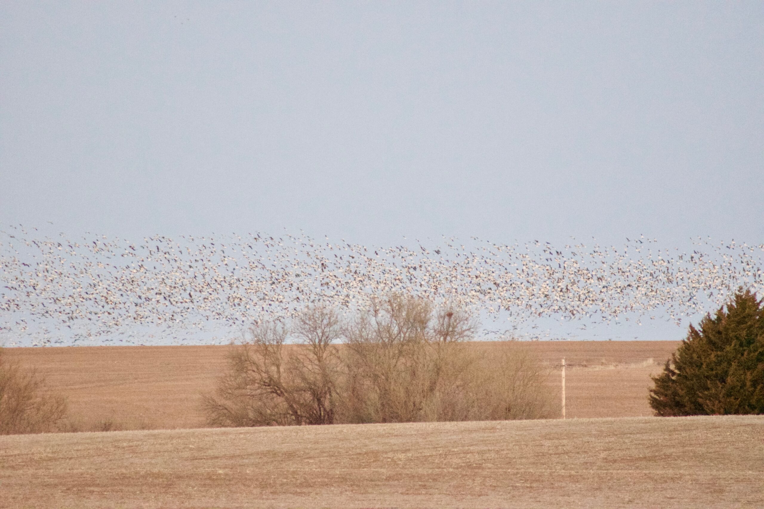 The roost erupts somewhere in Kansas.