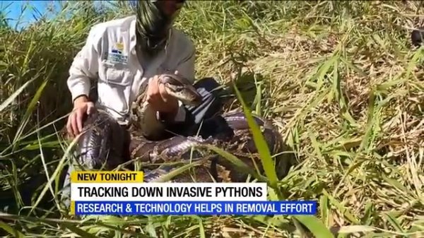 A Giant 185-Pound Florida Python May Be the New State Record