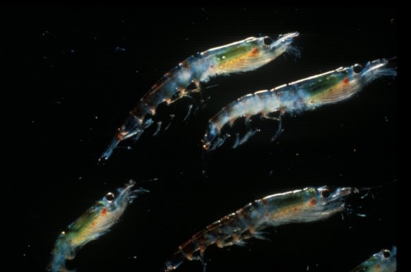 The Largest Migration on Earth Happens in the Ocean, Every Single Night