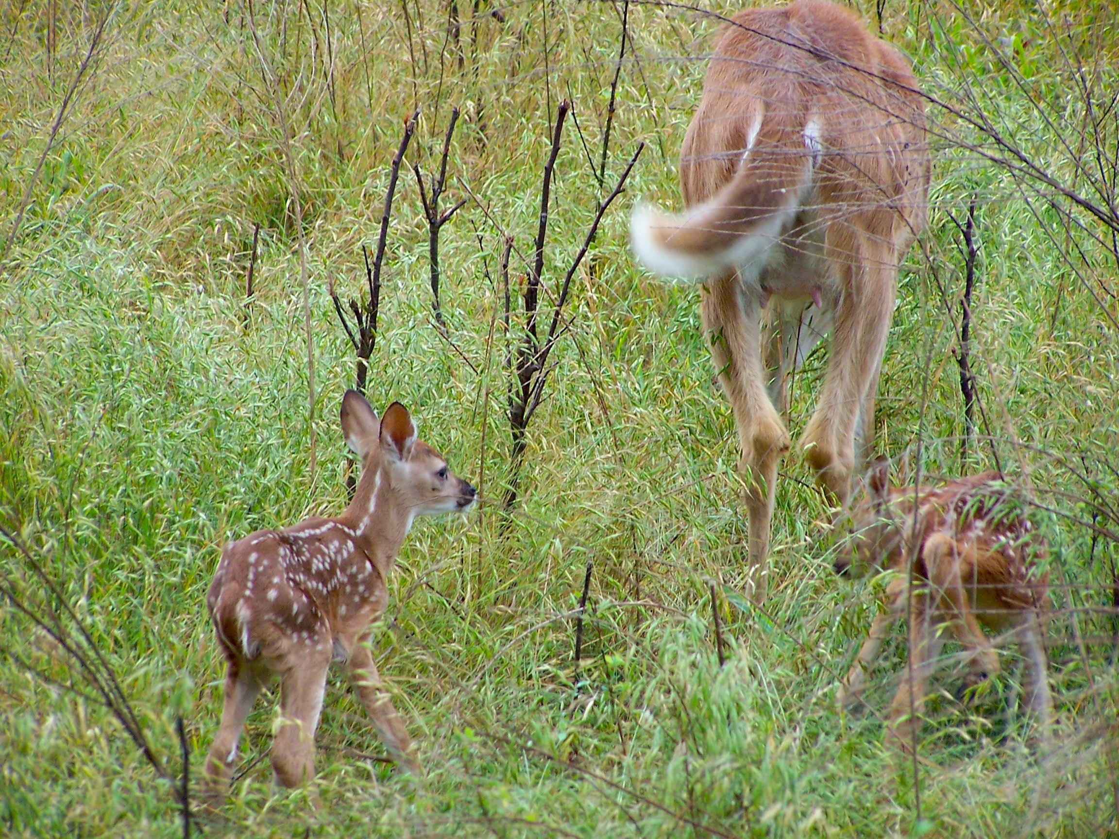 Fawns are faced with more survival challenges than ever.