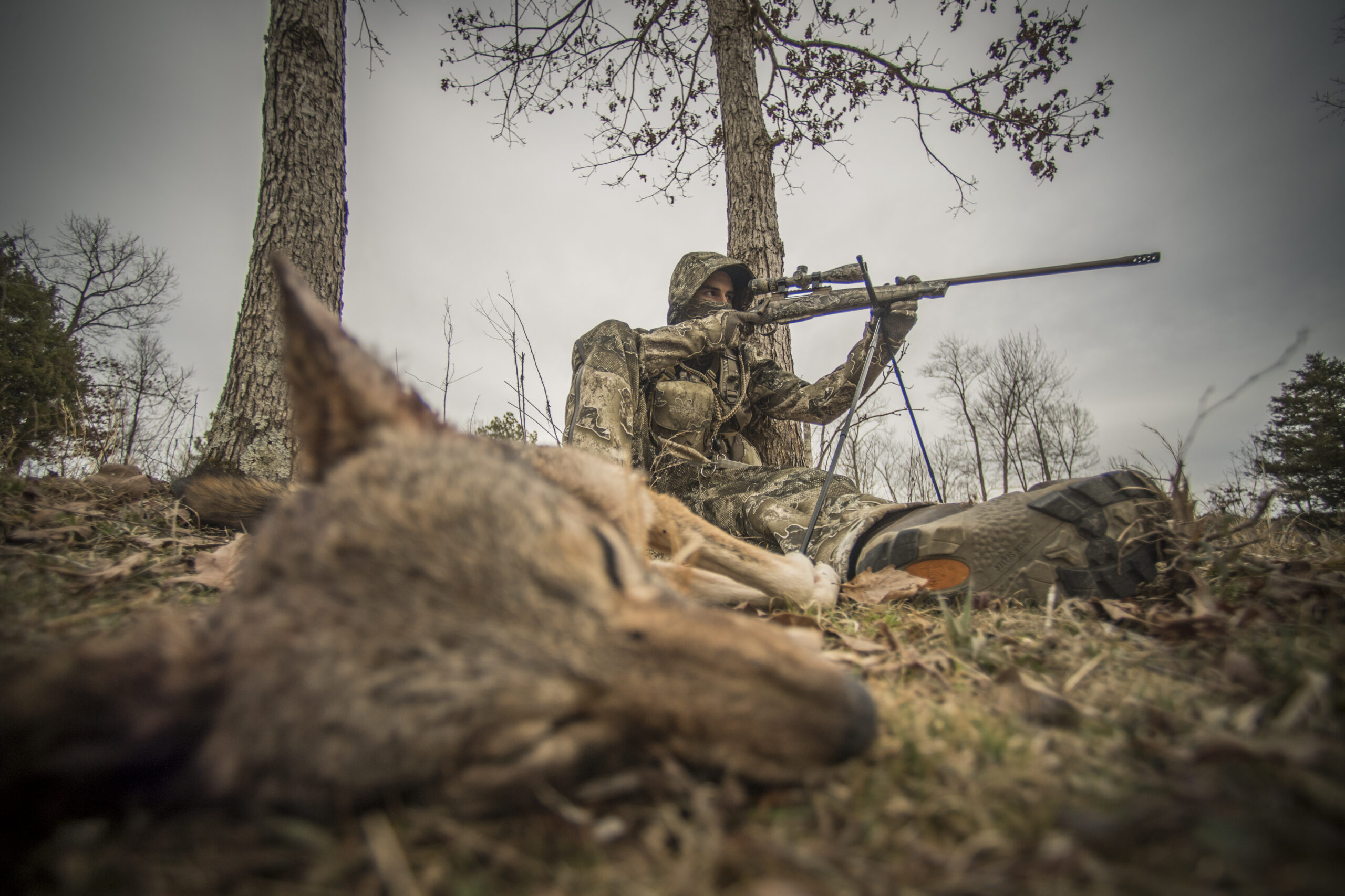 Trapping and hunting coyotes can help deer populations.