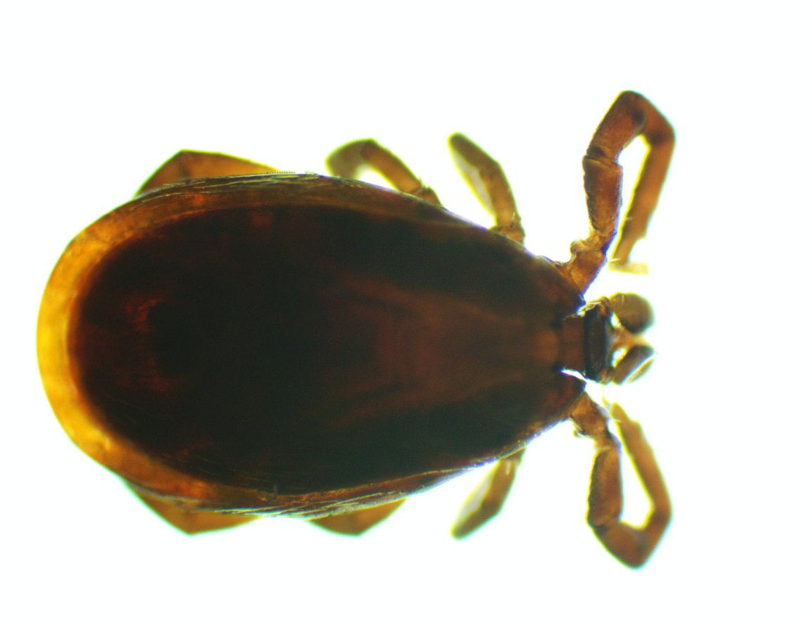 black legged tick